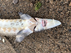 Acipenser fulvescens