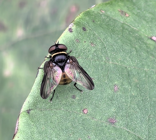 Compsoptesis phoenix