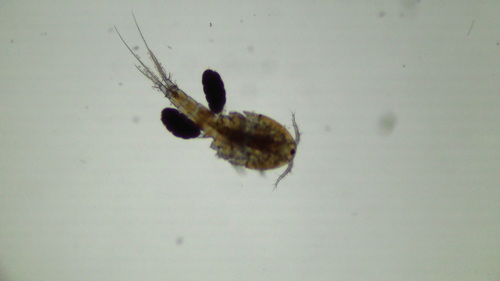 Ectocyclops phaleratus