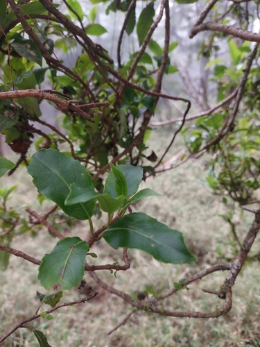 Hydrangea integrifolia, photograph 6