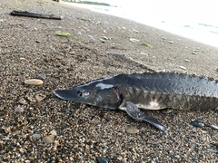 Acipenser fulvescens