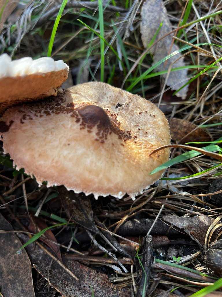 Macrolepiota clelandii · June 2025 · photo: © kantareller (iNaturalist, cc-by)