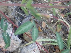 Desmodium batocaulon