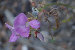 Desmodium batocaulon