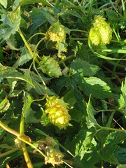 Humulus lupulus neomexicanus