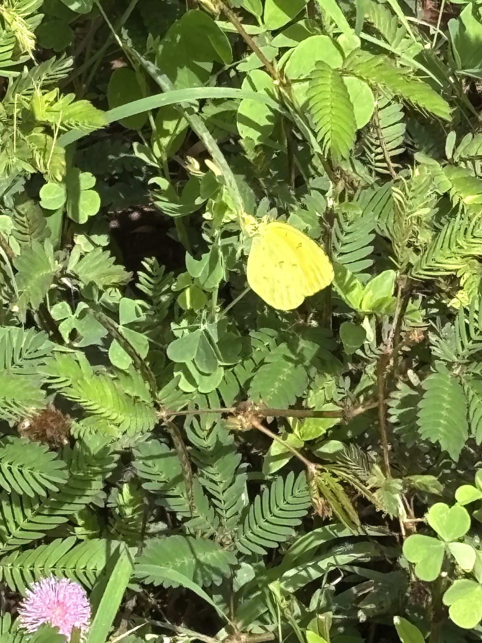 Common Grass Yellow