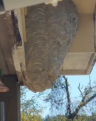 Dolichovespula maculata