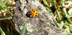 Harmonia axyridis