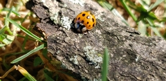 Harmonia axyridis