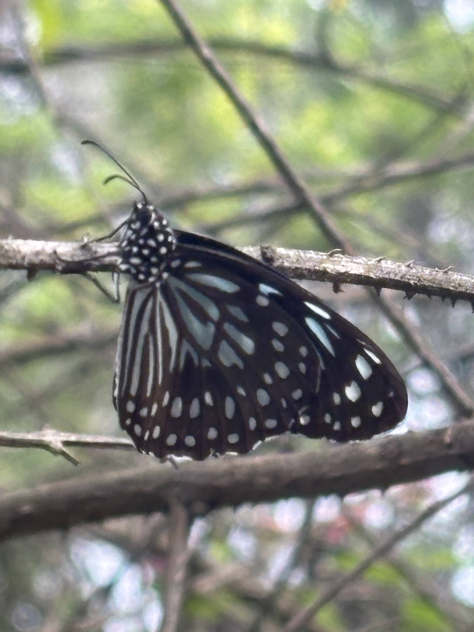 Dark Blue Tiger