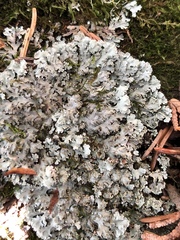 Physconia grumosa