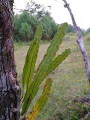 Lecanopteris sinuosa