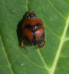 Bolbocerosoma lepidissimum