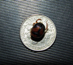 Bolbocerosoma lepidissimum