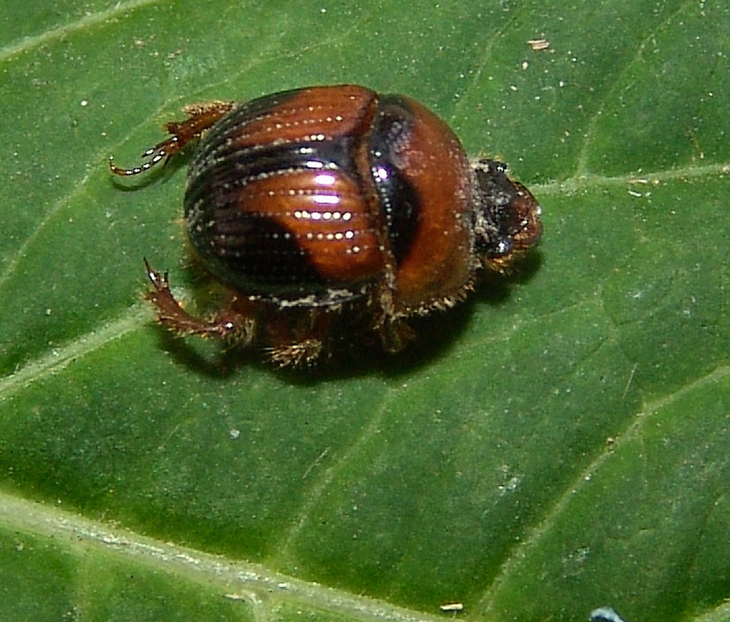 Bolbocerosoma lepidissimum