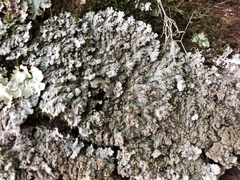 Physconia grumosa