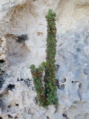 Erica occulta