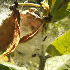 Asclepias notha