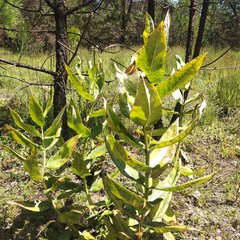 Asclepias notha