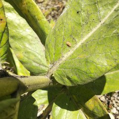 Asclepias notha