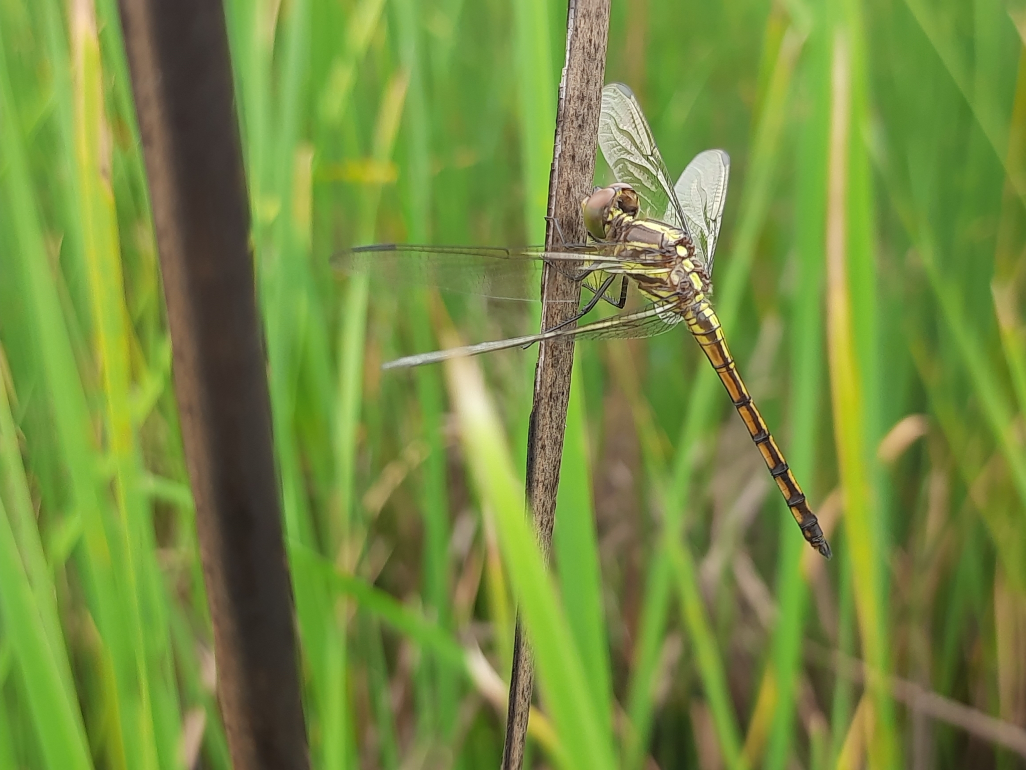 Yellow-Tailed Ashy Skimmer