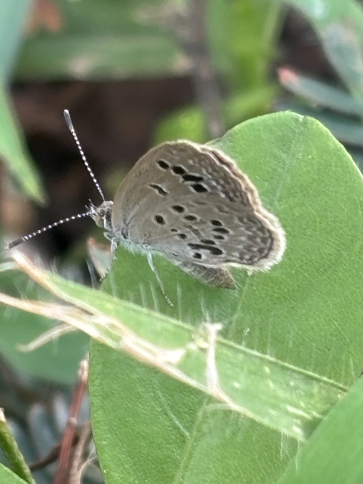 Lesser Grass Blue