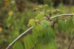 Passiflora bogotensis