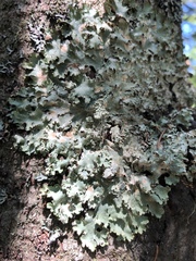 Punctelia caseana