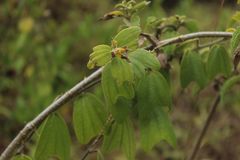 Passiflora bogotensis