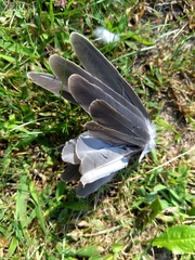 Dumetella carolinensis