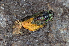 Platylomia
