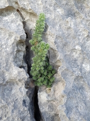 Erica occulta