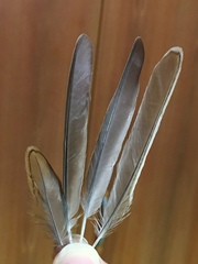 Lanius collurio