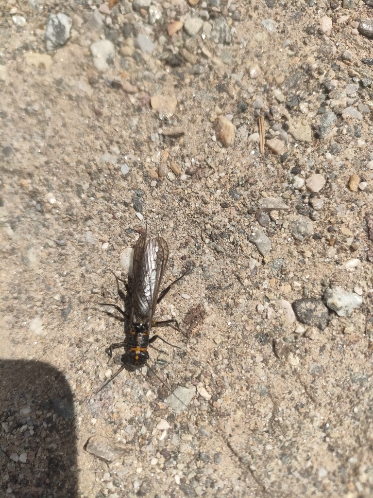 Perlodes intricatus