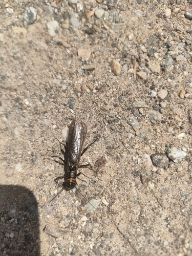 Perlodes intricatus