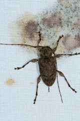 Leptostylopsis terraecolor