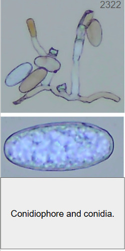 Erysiphe medicaginis