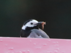Motacilla alba