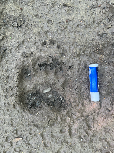 American Black Bear photographed in Maine