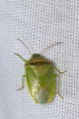 Piezodorus guildinii