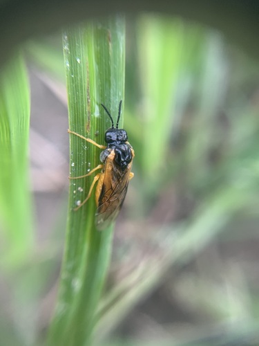 Common Sedge-sawfly, Gelderland, NL, photo 7 of 10