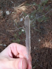 Lanius collurio