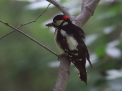 Dendrocopos major
