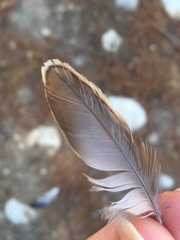Lanius collurio