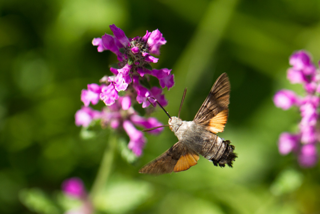 Eurasian Hummingbird Hawkmoth from Leimbach, Switzerland on July 05 ...