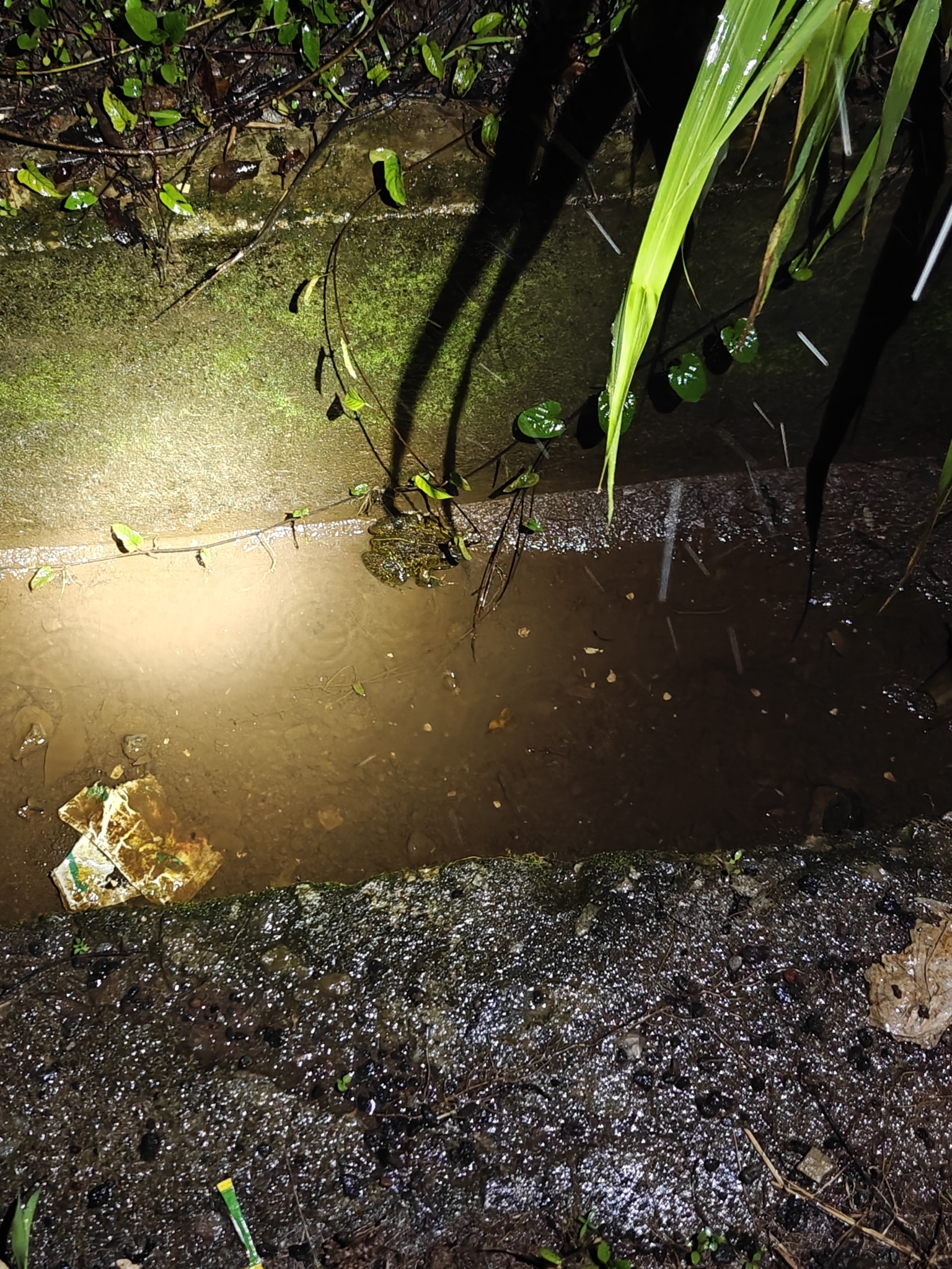 Indian Bull Frog
