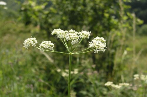 Dichoropetalum schottii, photograph 1