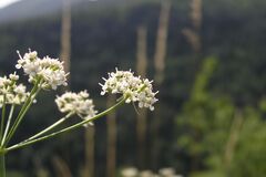 Dichoropetalum schottii