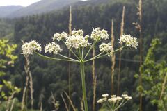 Dichoropetalum schottii, photograph (c) Olivier Argagnon, some rights reserved (CC BY)