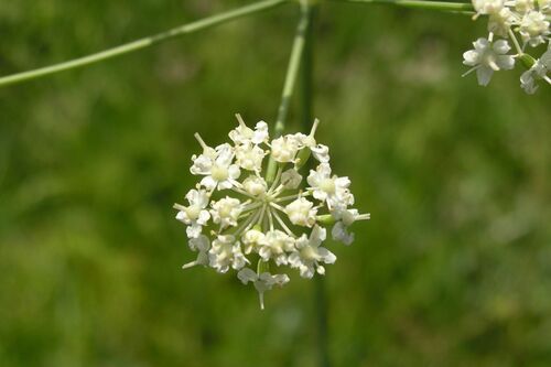 Dichoropetalum schottii, photograph 3